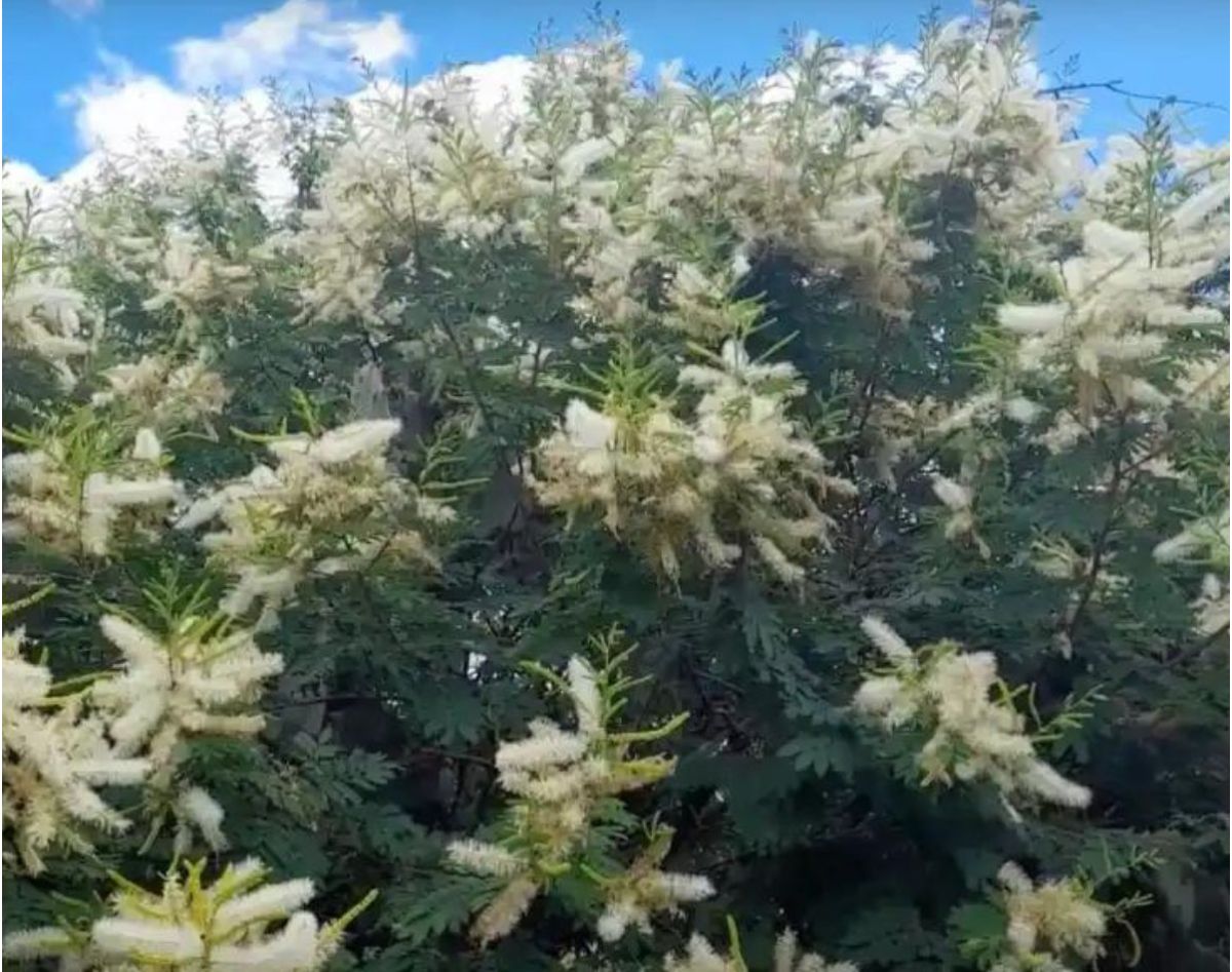 Mimosa hostilis en Colombia: todo lo que necesitas saber sobre la planta y su posible consumo